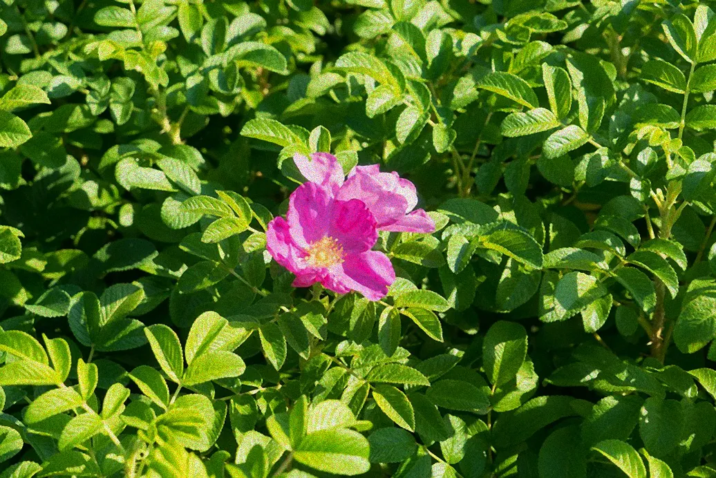 Vögel in grünen Sträuchern