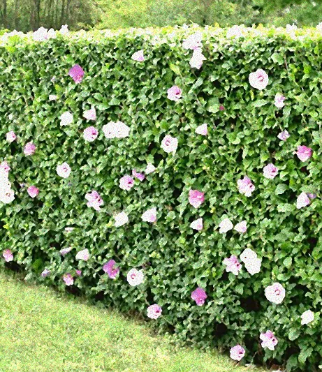 Vogelschutz durch grüne Sträucher