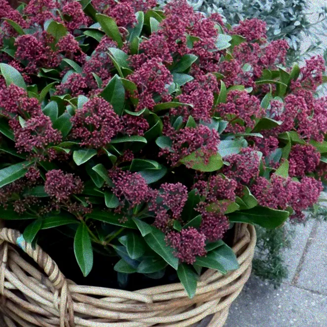 Vögel in grünen Gartensträuchern