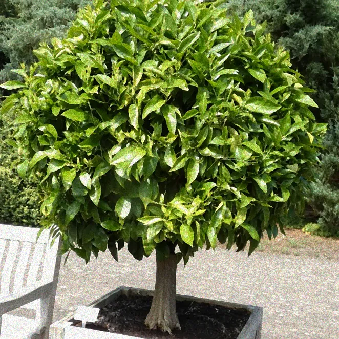 Vögel in immergrünen Pflanzen