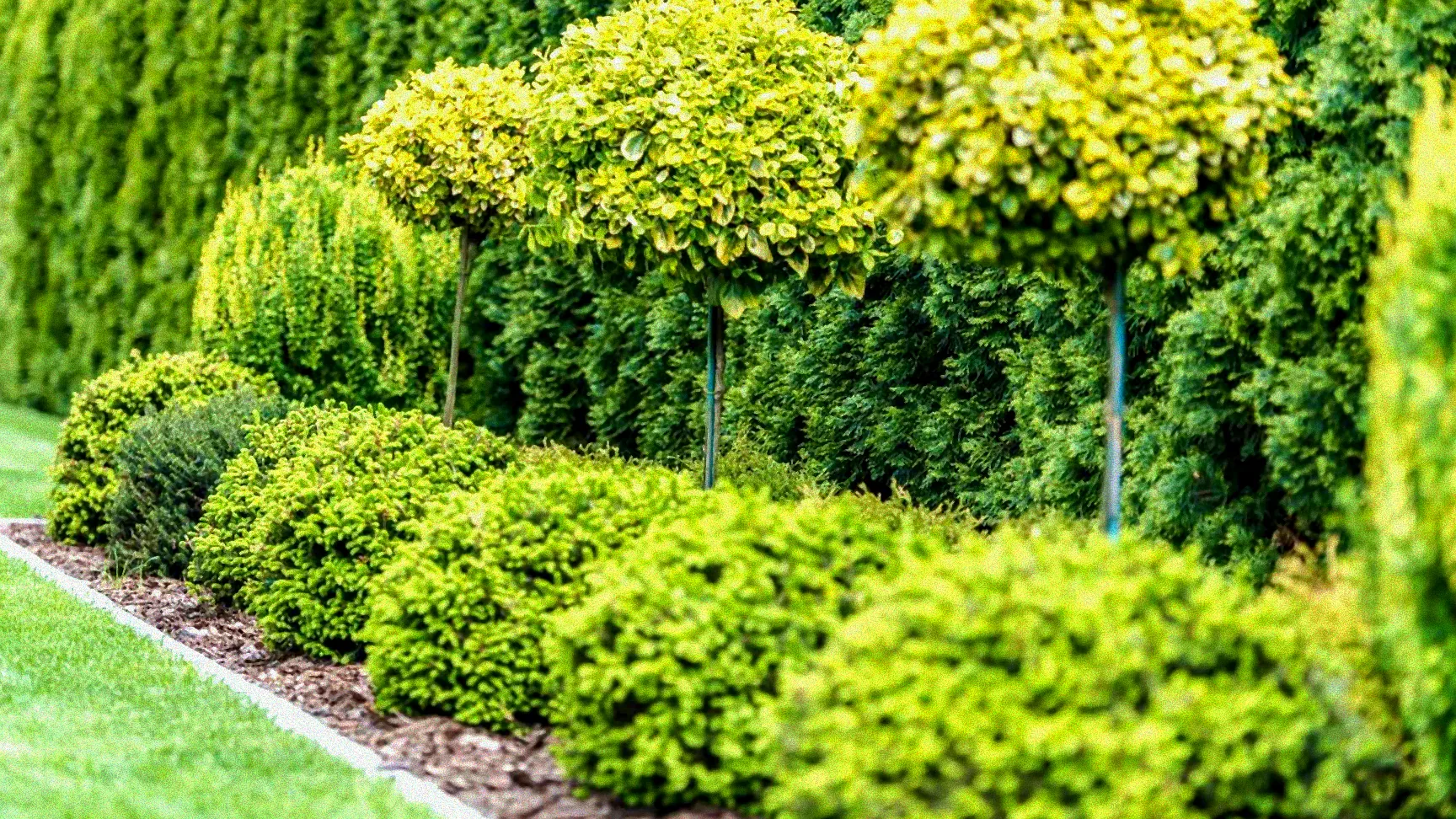 immergrüne sträucher vogelfreundlich