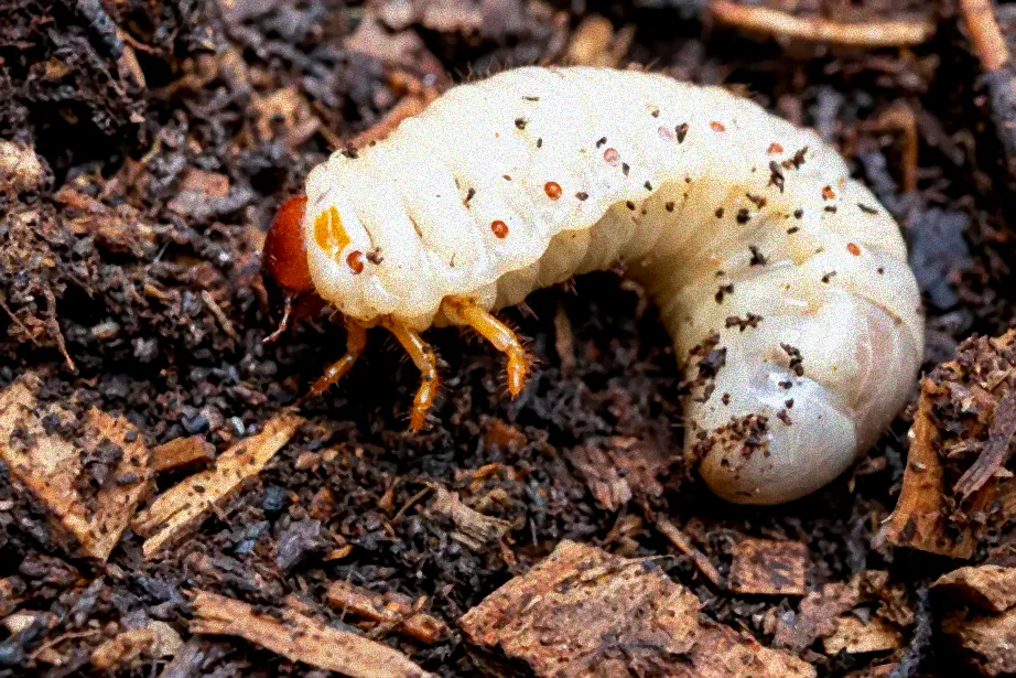 Fadenwürmer bekämpfen Junikäfer