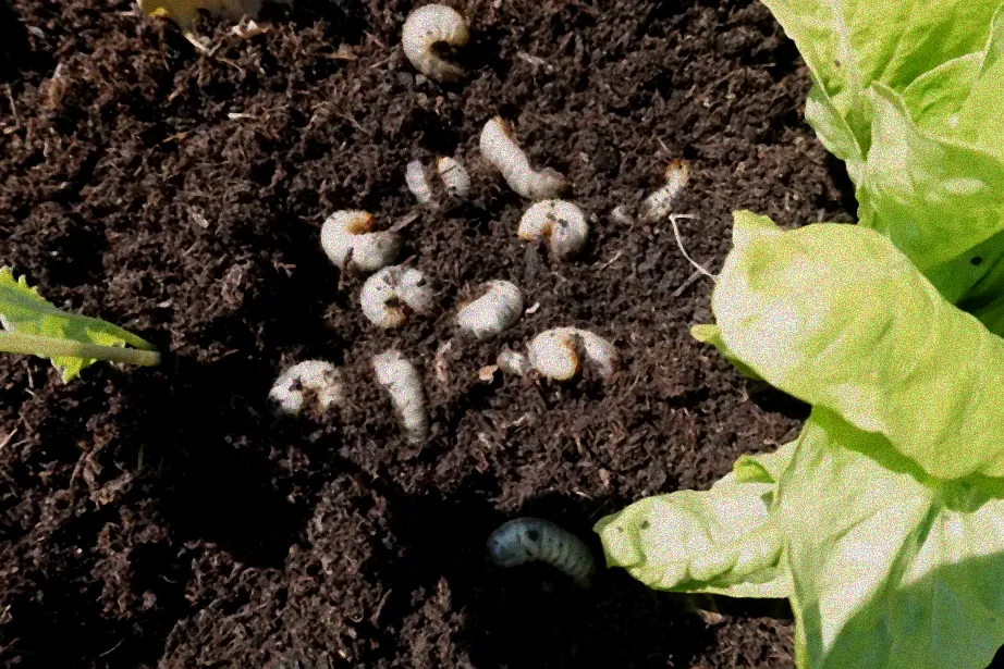 Nematoden gegen Larven im Boden