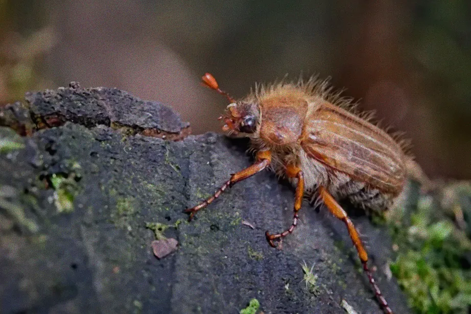 Biologische Schädlingsbekämpfung im Garten