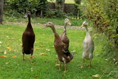 junikäfer bekämpfung nematoden