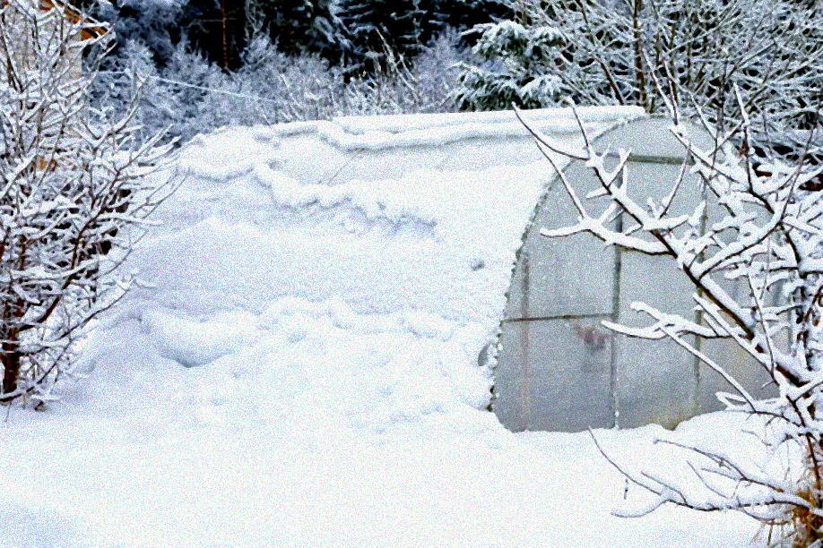 Winterharte Kräuter im Gewächshaus