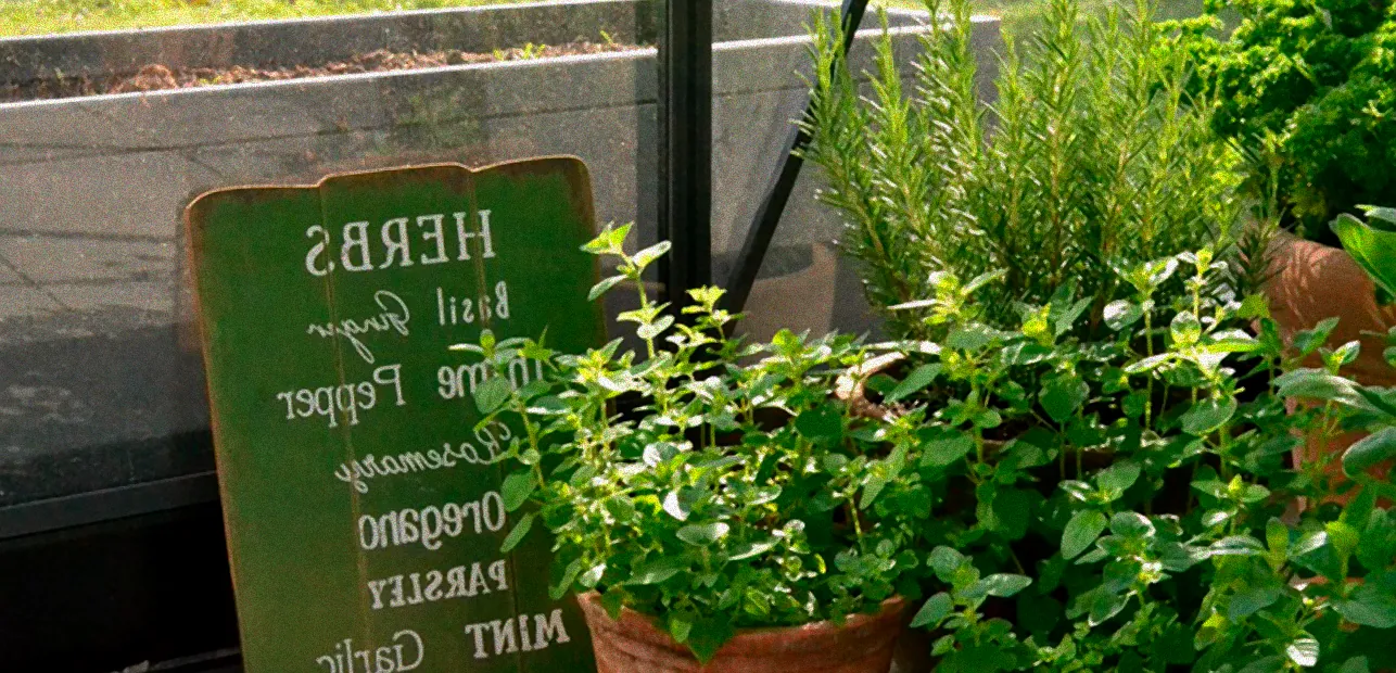 Gewächshaus mit Kräutern im Winter