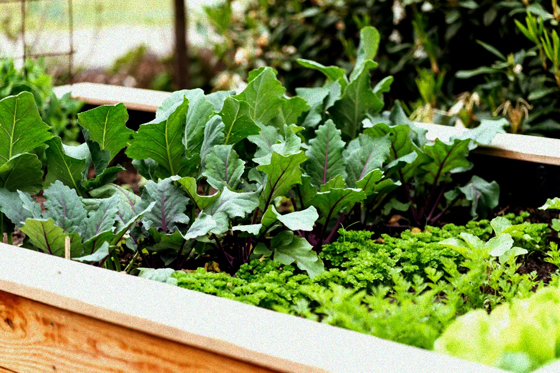 Überwinterung von Kräutern im Gewächshaus