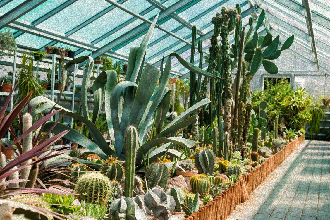 Winterliche Pflege von Kräutern