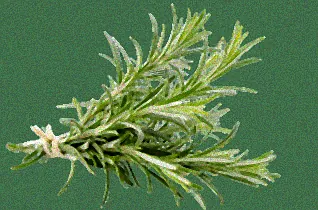 Erfolgreiches Überwintern von Kräutern