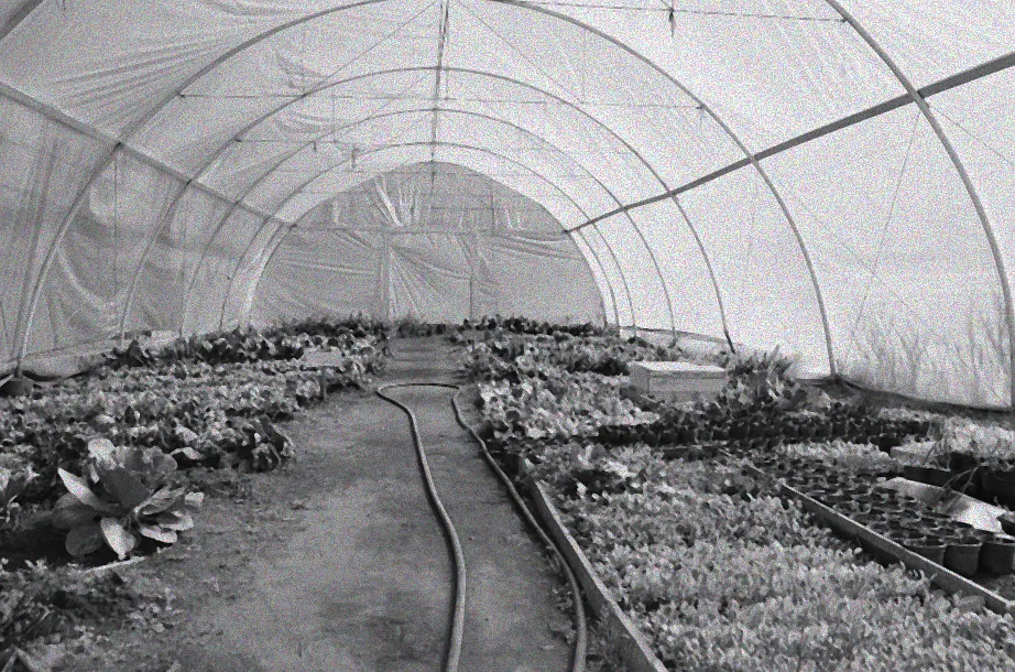 kräuter im gewächshaus überwintern