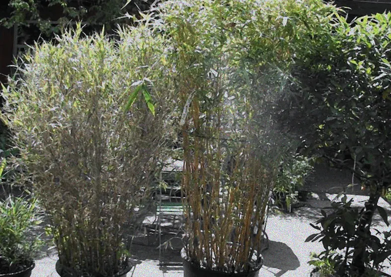 Frostresistente Pflanzen in großen Kübeln