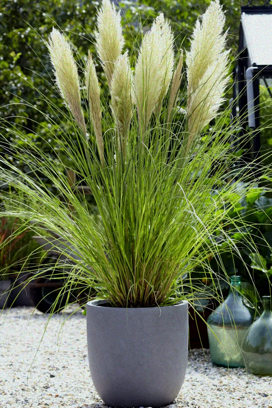 Winterharte Pflanzen in großen Kübeln