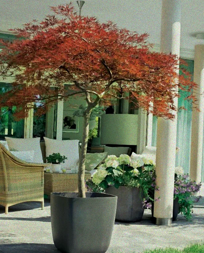 Pflegeleichte winterfeste Kübelpflanzen