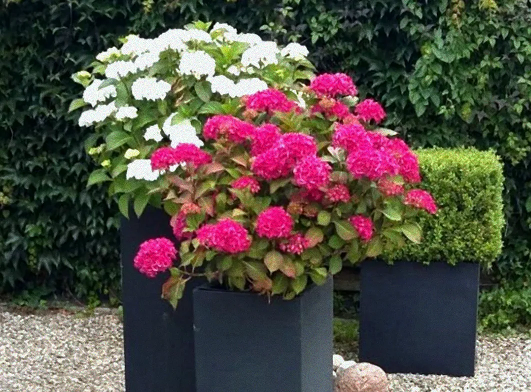 Frostunempfindliche Kübelpflanzen im Garten