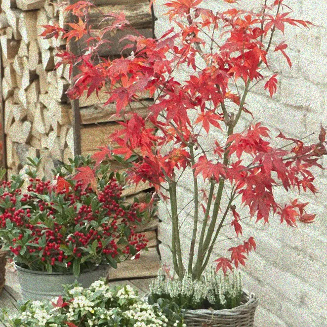 Strapazierfähige Kübelpflanzen im Winter