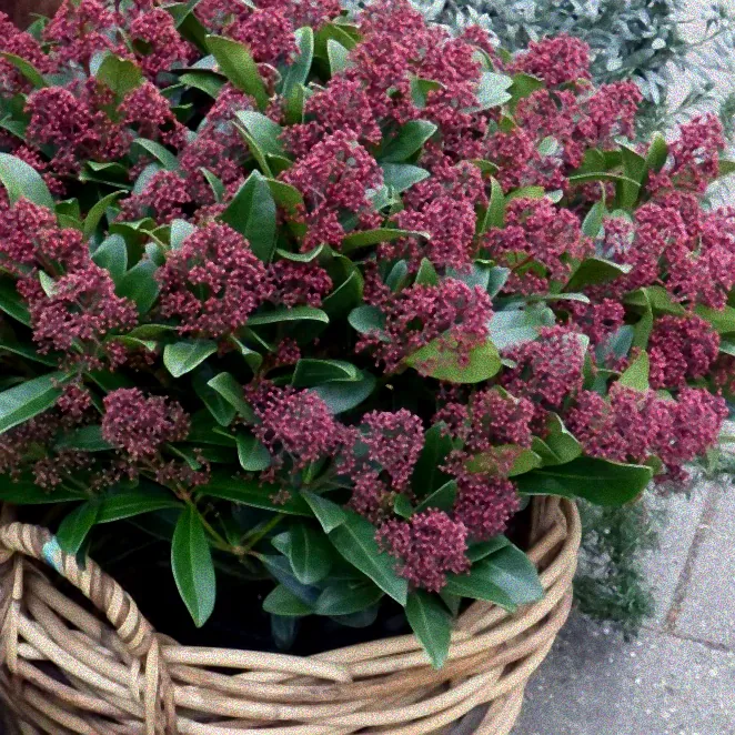Robuste winterfeste Kübelpflanzen auf Terrasse