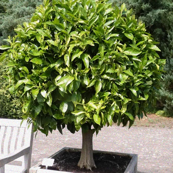 Gedeihende Kübelpflanzen im Winter