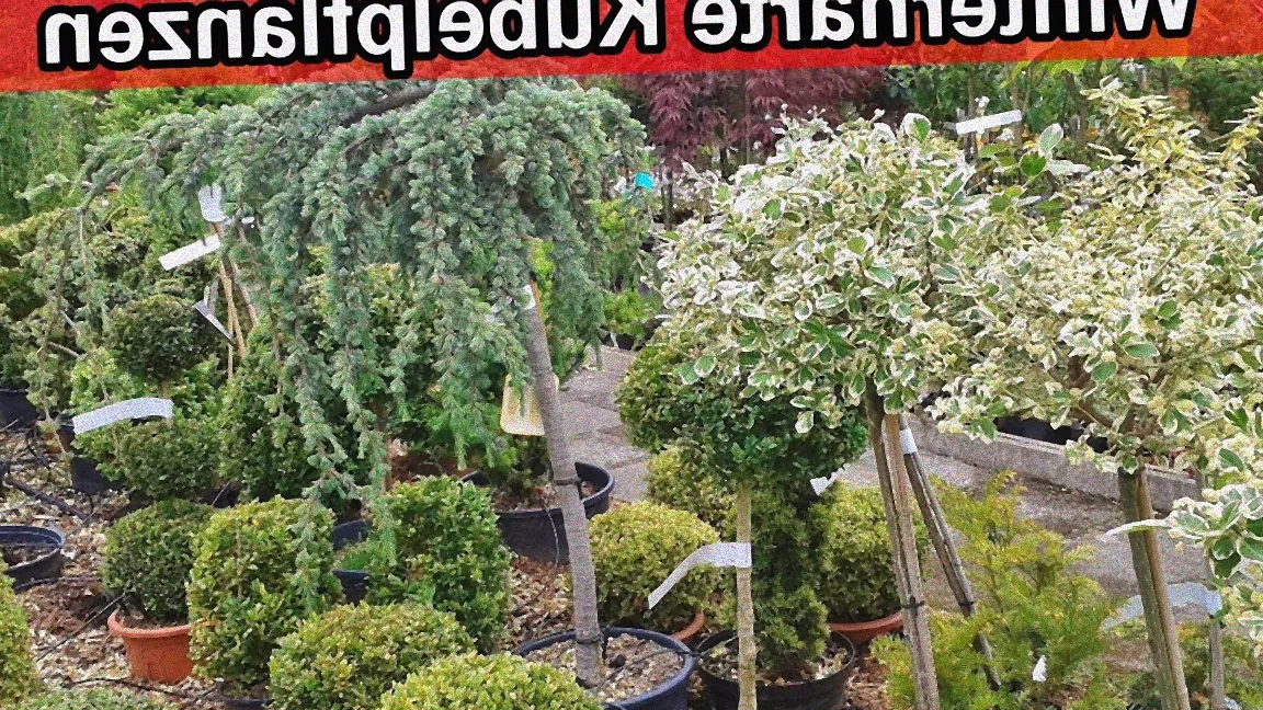 kübelpflanzen groß winterhart