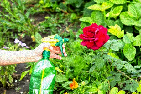 Natürliche Mittel gegen Läuse