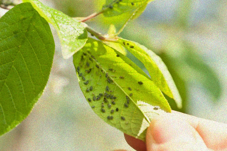 Hausmittel mit Blumen