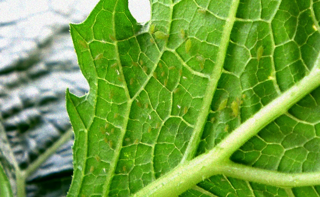 Blumenessenzen gegen Läuse