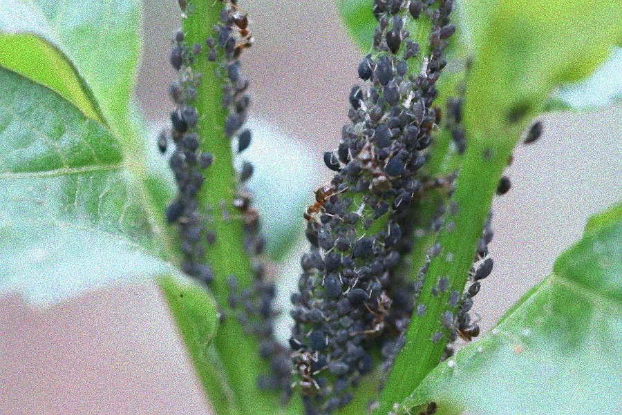 Hausmittel und Blumen