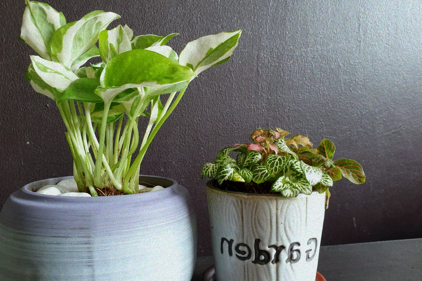 Njoy Pflanze am Fenster