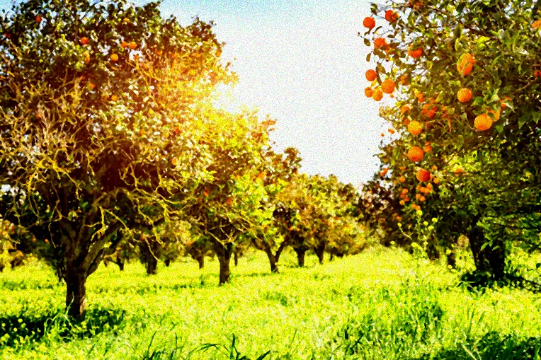 Professioneller Obstbaumschnitt