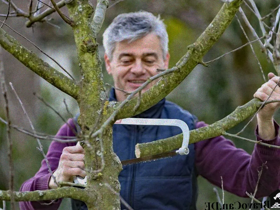 Fachgerechter Schnitt Obstbaum