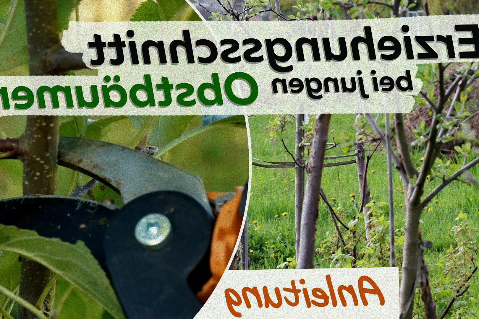 Baumpflege an Obstbaum