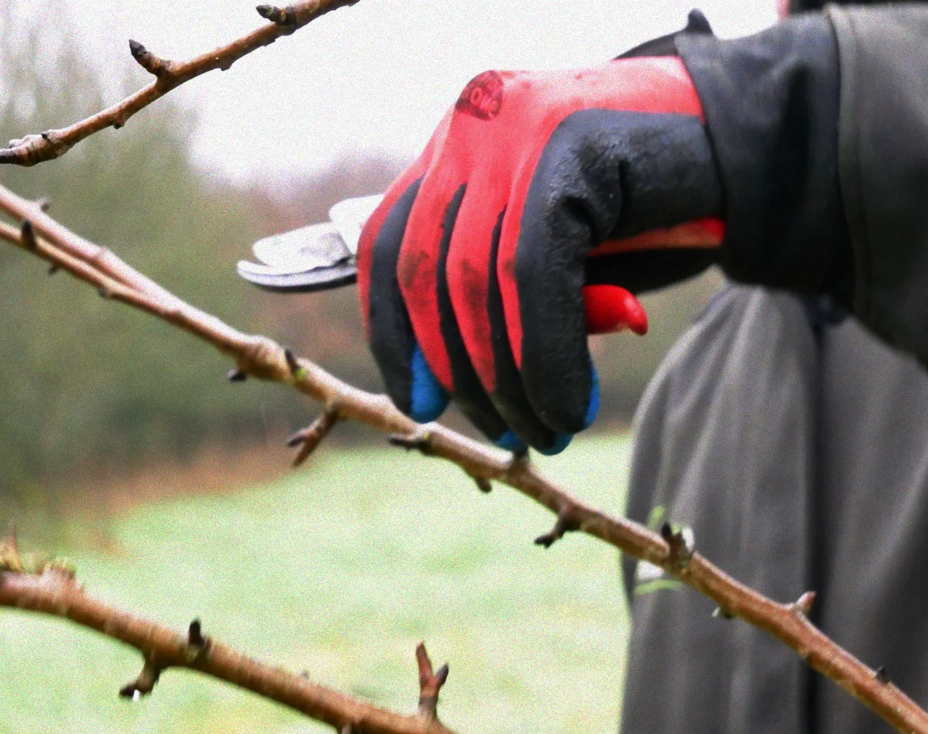 Service Obstbaumschnitt