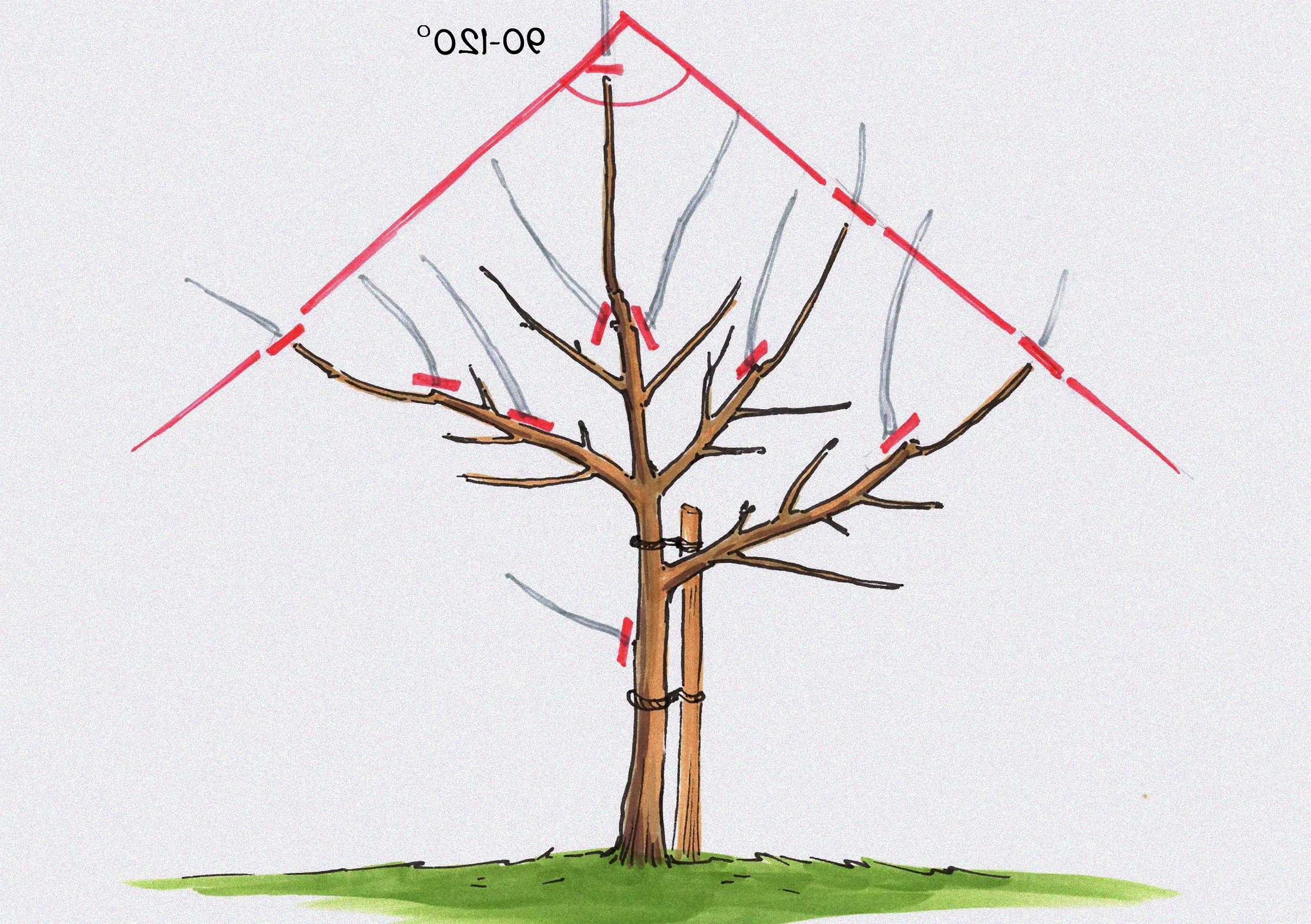 Experten schneiden Obstbaum