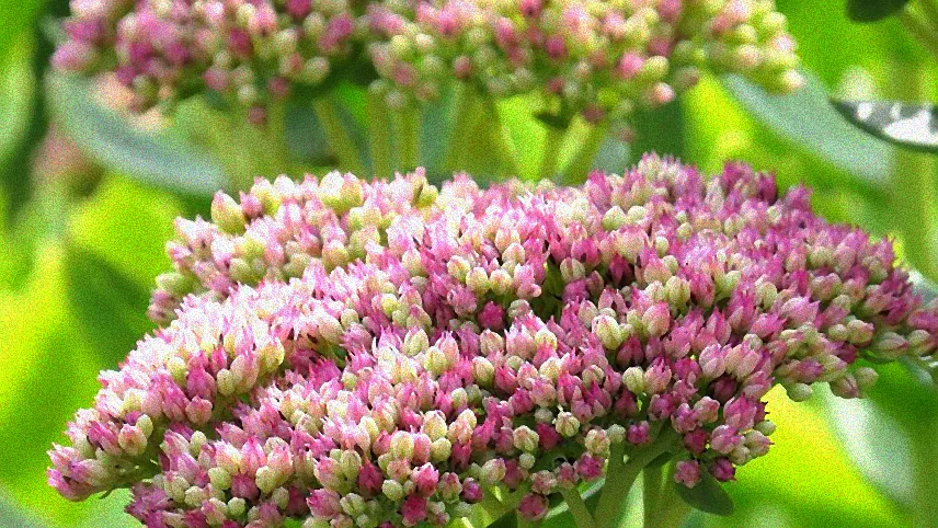 Sonnenliebende Pflanzen im Garten