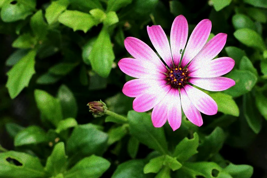 Pflanzen in praller Sonne