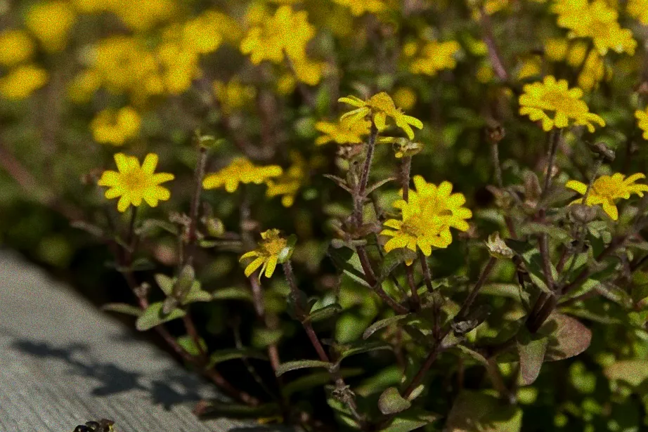 Pflanzen am sonnigen Standort