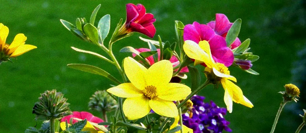 Hitzetolerante Pflanzen in der Sonne