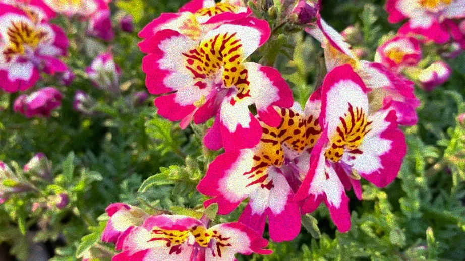 Pflanzen vertragen pralle Sonne