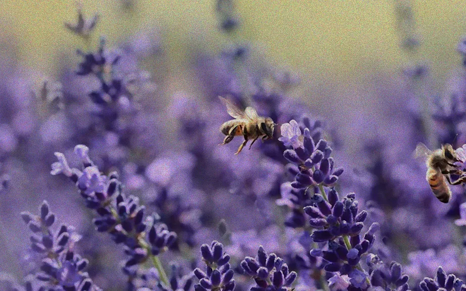 Pflanzen auf sonnigem Platz