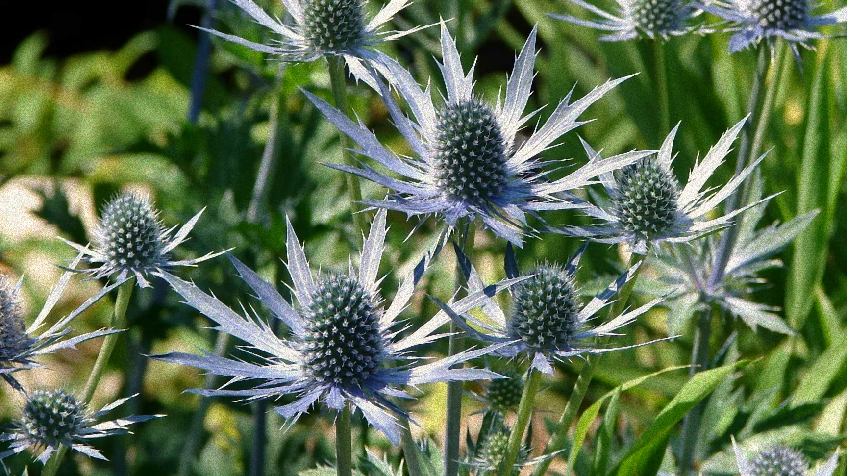 Gartenpflanzen in der Sonne