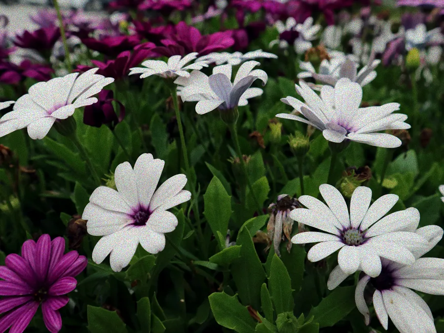 pflanzen die pralle sonne vertragen