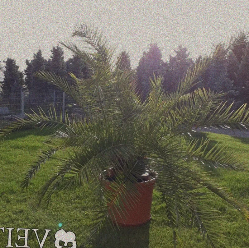 Pflanzen unter Folie geschützt.