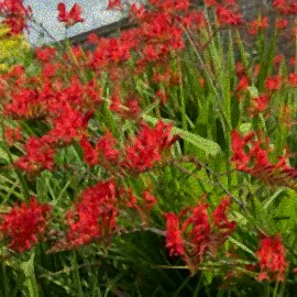 Gärtner bereitet Pflanzen vor.