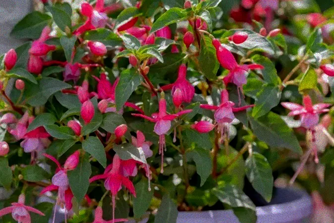 Gewächshaus mit winterharten Pflanzen.