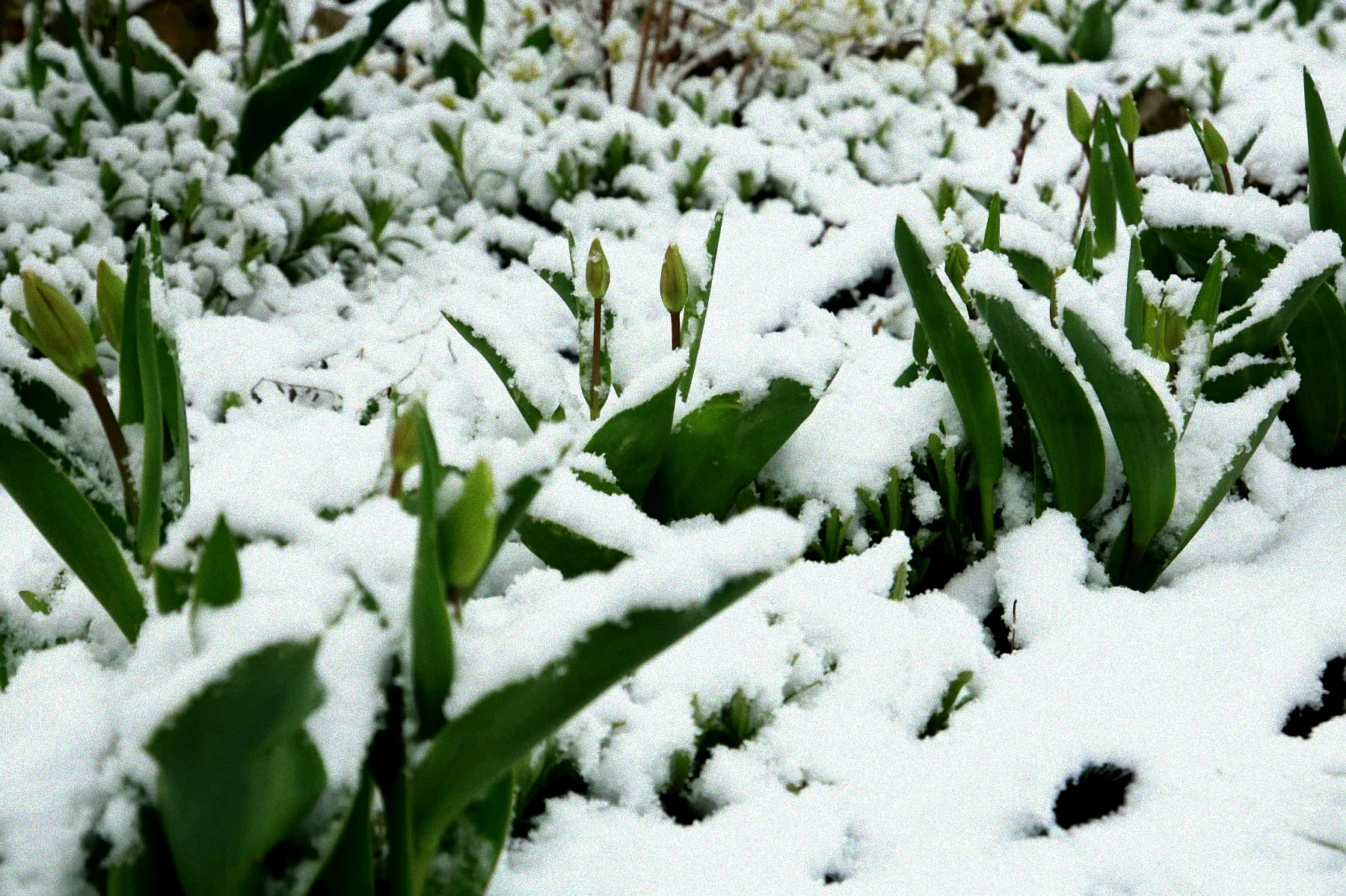 Pflanzen mit Schutzvlies bedeckt.
