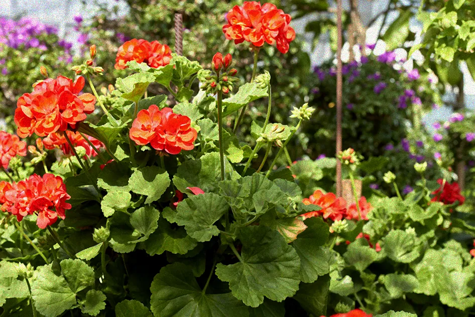 Gärtner bei der Wintervorbereitung.