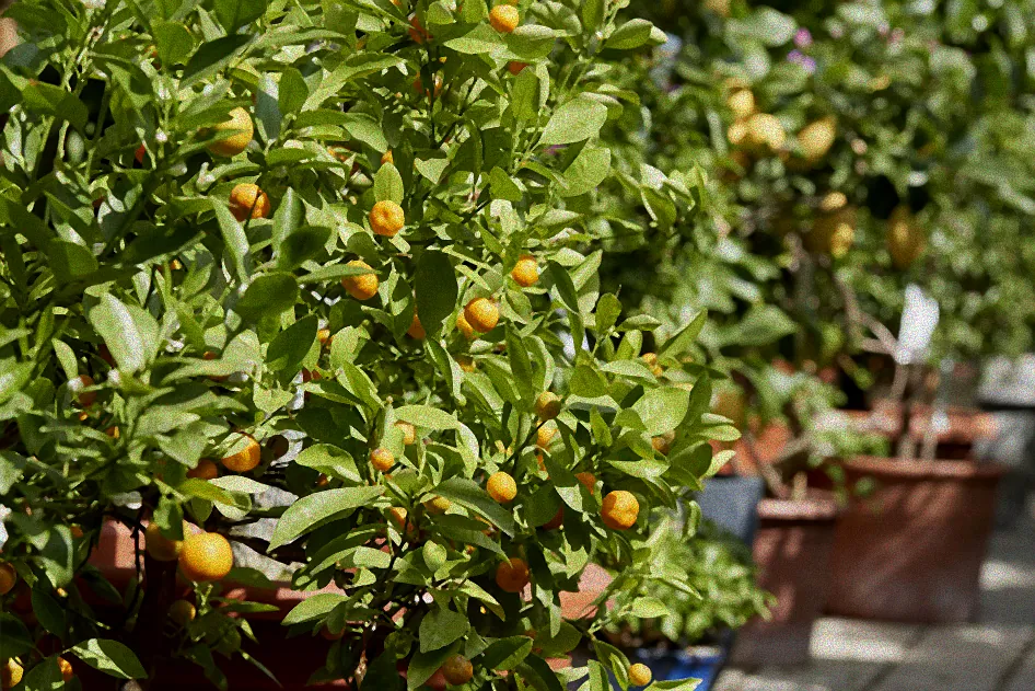 Pflanzen in einem frostfreien Raum.