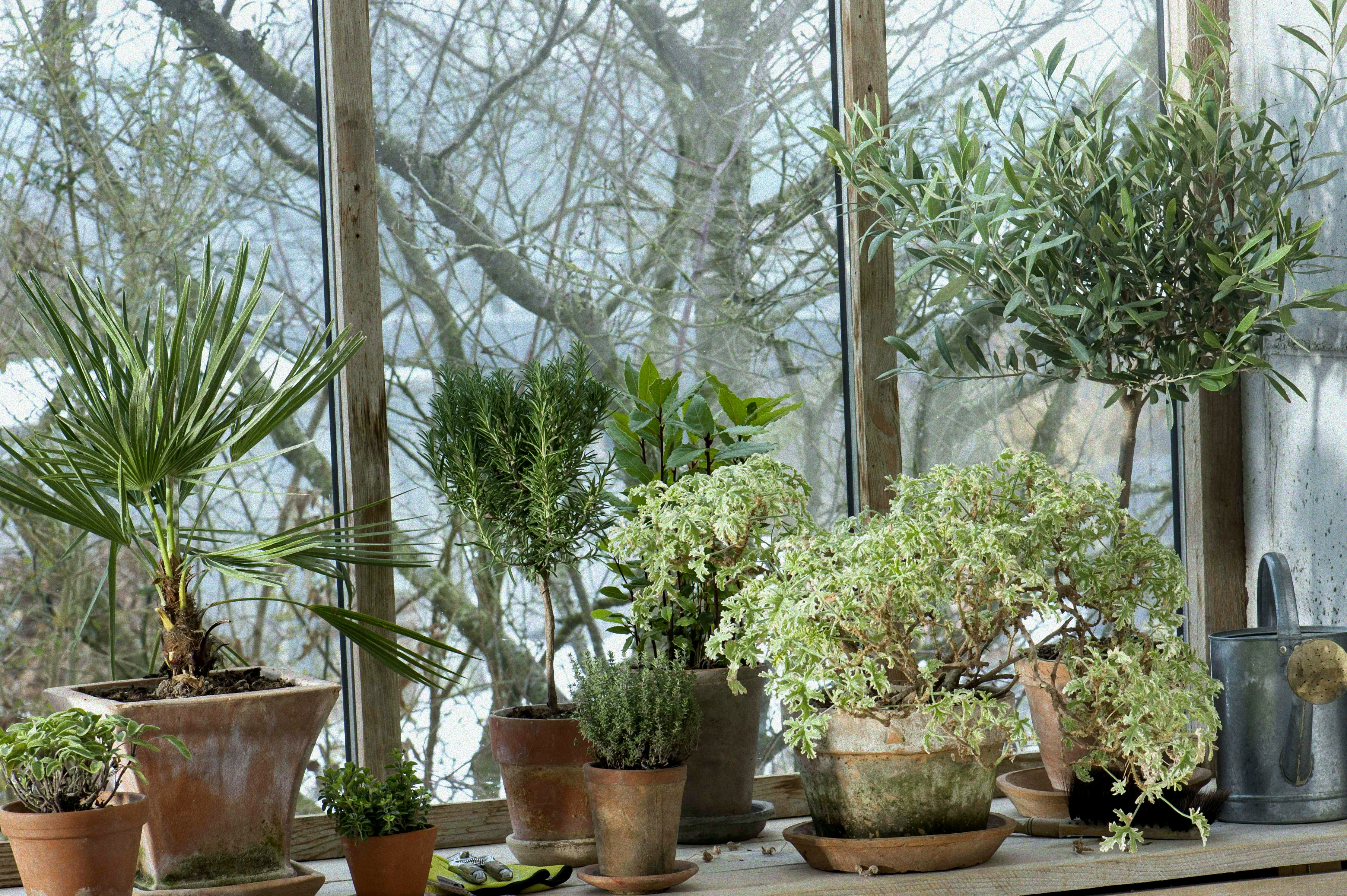 pflanzen überwintern in gärtnerei