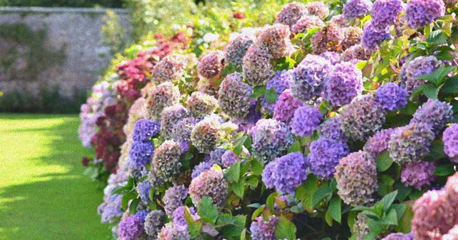 Gärtner pflegt blühende Sträucher