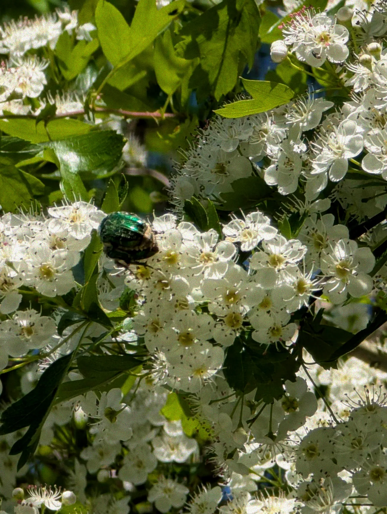 Bunter Strauch im Garten